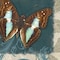 Homeroots Set Of Three Butterflies White Framed Print Wall Art, 3PK 405651 - alternate 3