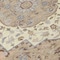 Homeroots 8' Chocolate Beige And Gray Round Oriental Washable Indoor Outdoor Area Rug 596622 - alternate 3