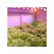 Feit Electric LED Grow Light BR30 E26 Medium Sunlight 60 W Clear BR30GROWLEDG2BX - alternate 4