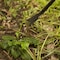 Ames Dandelion Weeder, Forged Steel, Hardwood Handle 2942100 - alternate 2