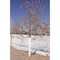 Grow It Now Poly Tube Tree Protectors, PK4 GINTree - alternate 2