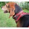 Guardian Gear Dog Collar, O-Ring Link, 12 to 83 in L Collar, Nylon, True Red ZA0006 12 83 - alternate 3