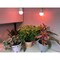 Miracle Led Citrus Tree Starter Grow Light Kit, 4KK Red Spectrum, 2PK 803399 - alternate 2
