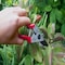 Corona Tools Yard Essentials Pocket Pruner BP13630 - alternate 2