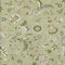 Homeroots 3' X 5' Artichoke Green Gray And Brown Floral Washable Indoor Outdoor Area Rug 597788 - alternate 3