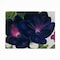 Trademark Fine Art Outdoor Canvas Art - Georgia O'Keefe 'Black and Purple Petunias' Wall Art for Patios, or Gardens ALI10053-OC2432WR - alternate 3