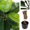 Pure Garden Artificial Rubber Plant 51-Inch Faux Tree with Natural-Feel Leaves Realistic Potted Indoor Plant 50-LG1261 - alternate 5