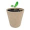 Ferry-Morse PLANT POT SEED STAR, 23PK FR220B - alternate 2