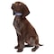 Casual Canine Dog Collar, 10 to 16 in L Collar, 5/8 in W Collar, Nylon, Blue, Two Tone Paw Print ZA8871 10 19 - alternate 2