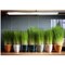 Miracle Led 4-Foot 100W Full Spectrum Grow Light for Pet Greens 803406 - alternate 2