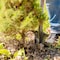 Radius Garden XL Root Slayer Drain Spade Shovel 22911 - alternate 3