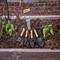 Corona Tools Classic Wooden Handle Bulb Planter CT 4080 - alternate 2