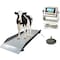 Selleton Scales Alleyway Scale for Livestock & Cattle, 7 ft x 26 in SL-929-7X26 - alternate 1