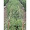 Tenax Hortanova 48''x8 ' Polypropylene Trellis Netting 2A150057 - alternate 2