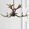 Jonathan Y Speller 27" Adjustable Resin Antler 3-Light LED Chandelier, Brown JYL6303A - alternate 4