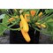 Smart Pot 10 Gal. Black Fabric Pepper & Veggie Grow Bag 21010 - alternate 2