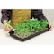 Plantbest 50-Pellet Coir Greenhouse Kit 3261 - alternate 2