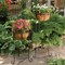American Gardenworks 24'' H. Black Powder Coated Steel Plant Stand GPS - alternate 2