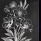 Homeroots Set Of Two Vintage Flowers in Bloom Black Framed Print Wall Art, 2PK 407970 - alternate 2