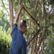 Corona Tools DualARC Orchard Lopper, 36 in., 2-1/4 in. Cut Capacity AL 8482 - alternate 2