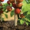 Greenes Fence 6 ' Wood Plant Stake RC 86N - alternate 2