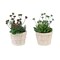 Monarch Specialties Artificial Plant, 9-in. Tall, Succulent, Table, Beige Cement Pots, Contemporary, Modern, 2PK I 9365 - alternate 1