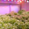 Feit Electric Feit BR30 E26 (Medium) LED Grow Light Sunlight 60 Watt Equivalence 1 pk BR30GROWLEDG2BX - alternate 3