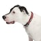 Guardian Gear Dog Collar, O-Ring Link, 24 to 83 in L Collar, Nylon, True Red ZA0006 24 83 - alternate 2