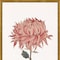 Homeroots Set Of Four Chrysanthemum Gold Framed Print Wall Art, 4PK 525810 - alternate 2