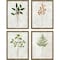 Homeroots Set Of Four Botanical I Gold Framed Print Wall Art, 4PK 526121 - alternate 2