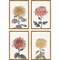 Homeroots Set Of Four Chrysanthemum Gold Framed Print Wall Art, 4PK 525810 - alternate 1
