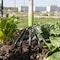 Ames 5-Tine Floral Cultivator, Welded Steel, Hardwood Handle, Cushion Grip 2916300 - alternate 2