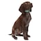 Casual Canine Dog Collar, 6 to 10 in L Collar, 3/8 in W Collar, Nylon, Green ZA8871 06 43 - alternate 3