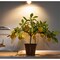 Miracle Led Citrus Tree Starter Grow Light Kit, 4KK Full Spectrum, 2PK 803397 - alternate 2