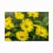 Trademark Fine Art Outdoor Canvas Art - Harri Aho 'yellow field' Wall Art for Patios, or Gardens 1X11442-OC1624WR - alternate 2
