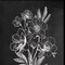 Homeroots Set Of Two Vintage Flowers in Bloom Black Framed Print Wall Art, 2PK 407969 - alternate 2