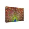 Trademark Fine Art Outdoor Canvas Art - Michael 'Peacock' Wall Art for Patios, or Gardens 1X19486-OC2232WR - alternate 1