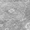 Homeroots 8' Gray And Ivory Round Medallion Washable Indoor Outdoor Area Rug 589040 - alternate 3