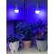 Miracle Led Citrus Tree Starter Grow Light Kit, 4KK Blue Spectrum, 2PK 803398 - alternate 4