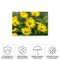 Trademark Fine Art Outdoor Canvas Art - Harri Aho 'yellow field' Wall Art for Patios, or Gardens 1X11442-OC1624WR - alternate 3