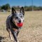 Kong Medium/Large Dog Ball KO-KB1 - alternate 3