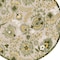 Homeroots 5' Ivory Green Dark Green And Yellow Round Floral Indoor Outdoor Area Rug 548142 - alternate 2
