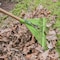 Ames 22-Tine Leaf Rake, Steel Head, Hardwood Handle, Cushion Grip 2915612 - alternate 2