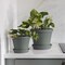 Bloem Terra 1 in. H X 5.5 in. W X 4.75 in. D Plastic Traditional Plant Saucer Basil STT0641 - alternate 3
