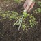 Ames Trowel and Cultivator Set, 2-Piece, Stainless Steel, Ergonomic Gel Grip 2445900 - alternate 3