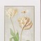 Homeroots Set Of Two Tulip And Iris Gold Framed Wall Art, 2PK 649163 - alternate 2
