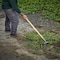 Corona Tools Oscillating Hoe, Ash Wood Handle SH 60001 - alternate 2
