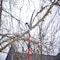 Corona Tools Dual Compound-Action Tree Pruner with RazorTOOTH Saw Blade, 12 ft. TP 6830 - alternate 3