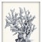 Homeroots Set Of Four Blue Antique Coral White Framed Print Wall Art, 4PK 525714 - alternate 3