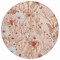 Homeroots 8' Salmon And Coral Round Floral Washable Indoor Outdoor Area Rug 611170 - alternate 4